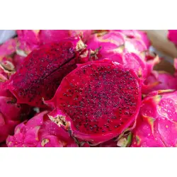 pitaya bio pitaya bio