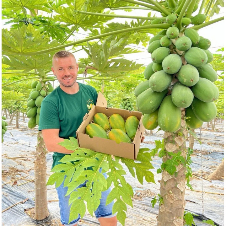 Papaja bio z Hiszpanii (5 kg)