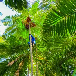Acai arbre Acai arbre