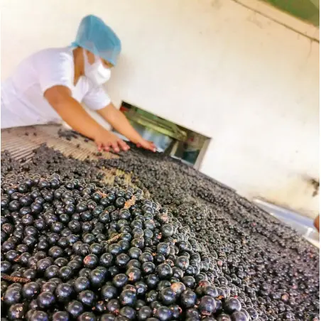 Açai tri des baies