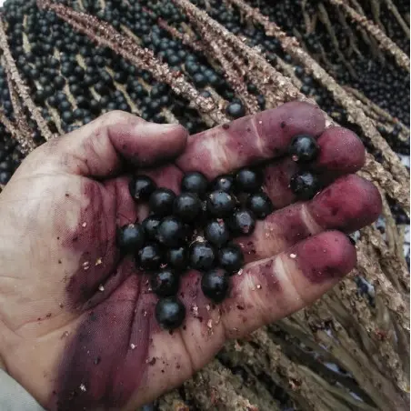 Açai récole manuelle