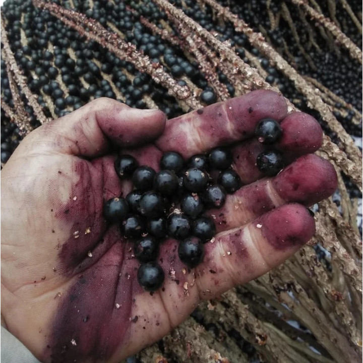 Polvo de Açaí liofilizado BIO y de comercio justo - 80g