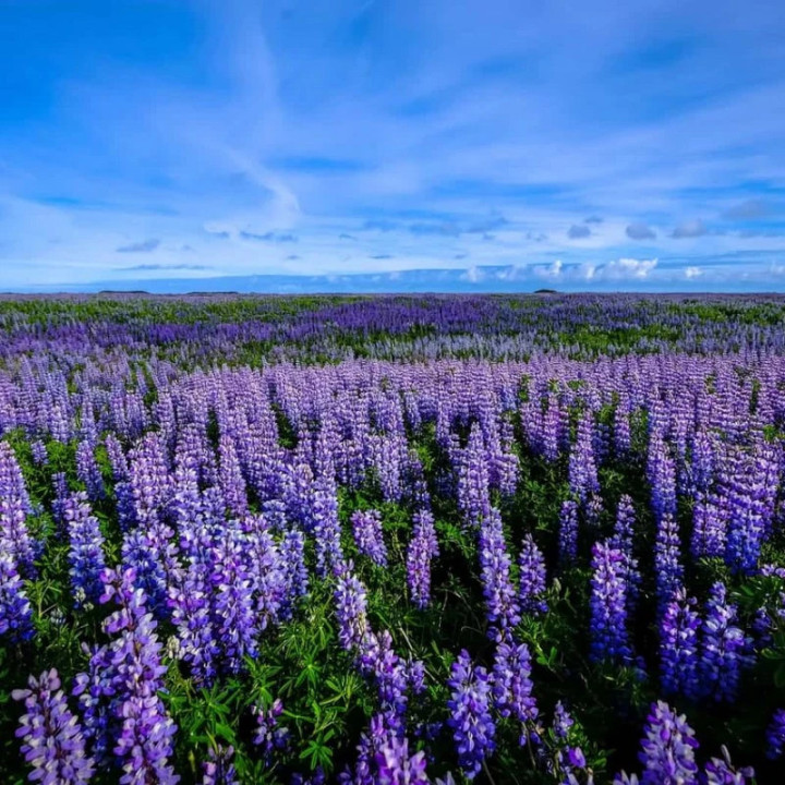 Bio-Kaffee Lupin Tikawa Klassisch | Koffeinfreie Alternative | Biovie