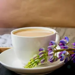 lupin tasse lupin tasse