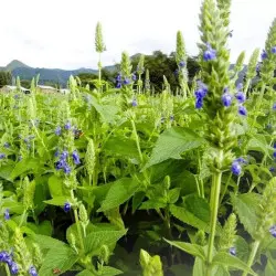 chia culture chia culture