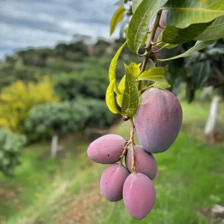 Bio-Osteen-Mangos aus Spanien - 5 kg Kiste | Biovie
