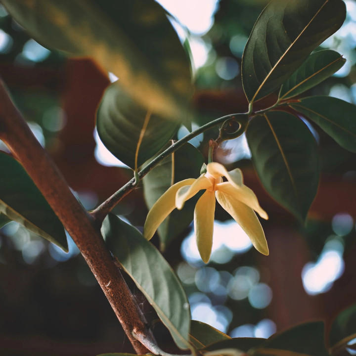 Organic Bourbon vanilla powder from Madagascar 30 g | Biovie