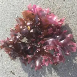 Alghe Irish Moss BIO (250 g)