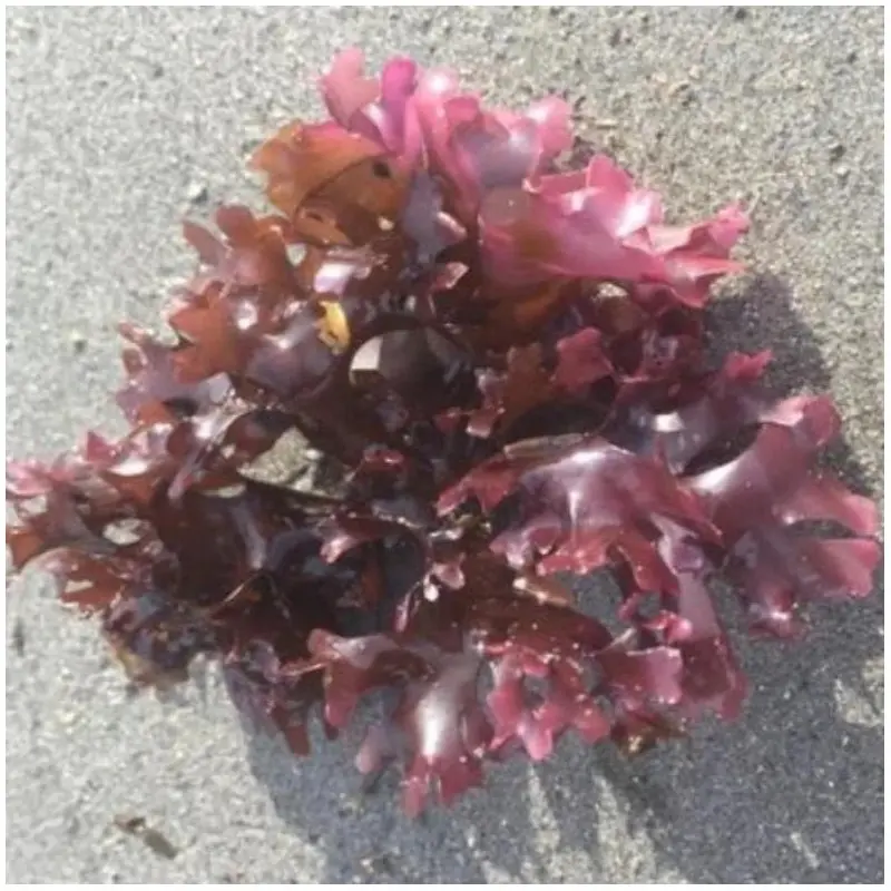 Iers mos zeewier (250 g)