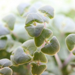 graine de chia germé pousse graine de chia germé pousse