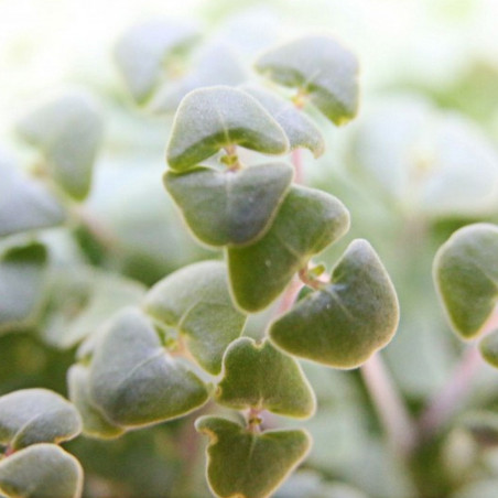 graine de chia germé pousse