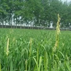 champ herbe orge bio champ herbe orge bio
