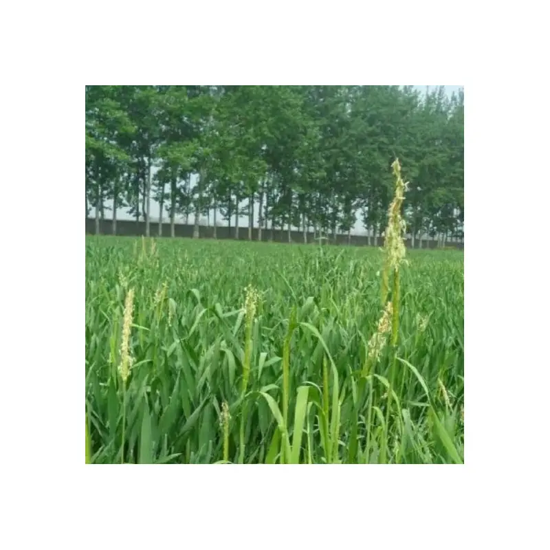 champ herbe orge bio