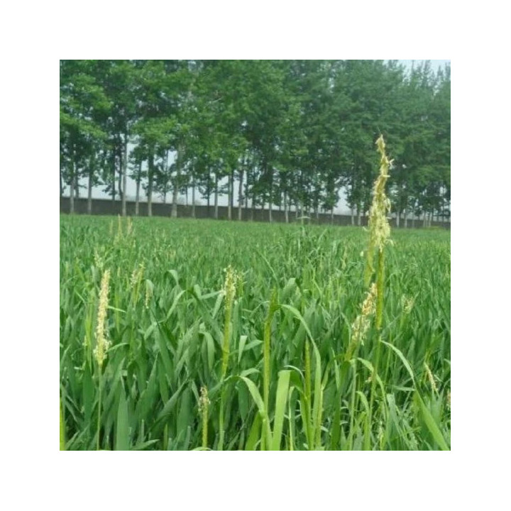 Erba d'orzo biologica in polvere (500 g)