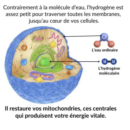 Générateur d'eau hydrogénée Pro Mizora™