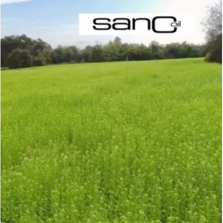 250mL organic virgin hemp seed oil | Yssé 250mL organic virgin hemp seed oil | Yssé
