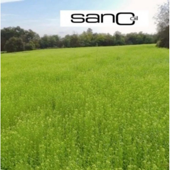 French organic camelina oil - rich in omega 3 | Biovie