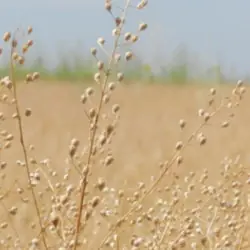 Óleo de Camelina Bio (Alimentar & Prensado a frio) Óleo de Camelina Bio (Alimentar & Prensado a frio)