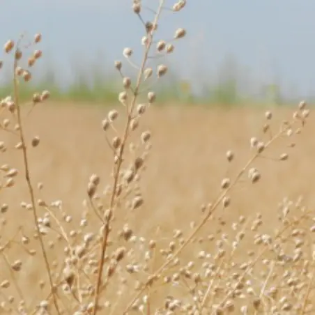 Óleo de Camelina Bio (Alimentar & Prensado a frio) Óleo de Camelina Bio (Alimentar & Prensado a frio)