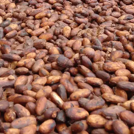 Criollo variety raw cocoa beans | RRRaw Factory