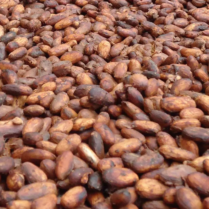 FEVES CACAO
