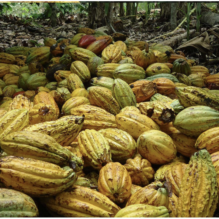 Beurre de Cacao Cru Bio Artisanal - Variété Nacional | Biovie