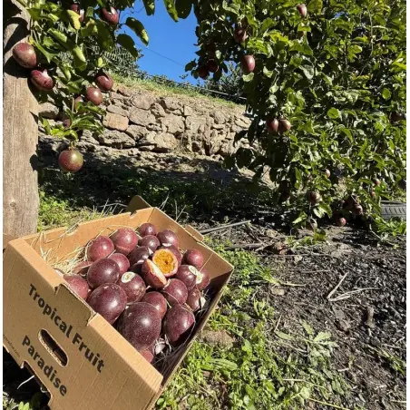 Frutti della passione biologici dalla Spagna (2 kg) Frutti della passione biologici dalla Spagna (2 kg)