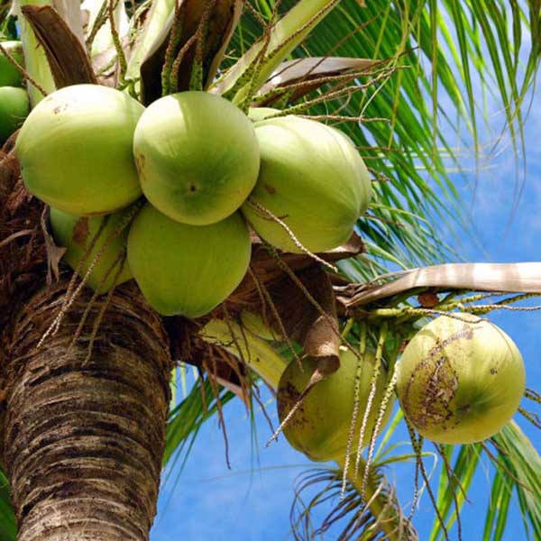 noix de coco fraiches cocoboys eau jeune sur le cocotier