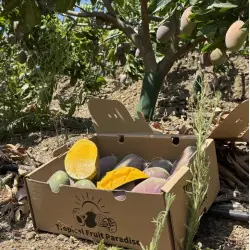 Mango Osteen Bio dalla Spagna - Cassa da 5 kg | Biovie