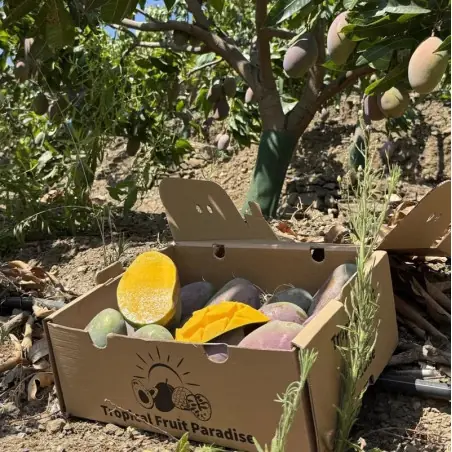 Mango Osteen Bio dalla Spagna - Cassa da 5 kg | Biovie
