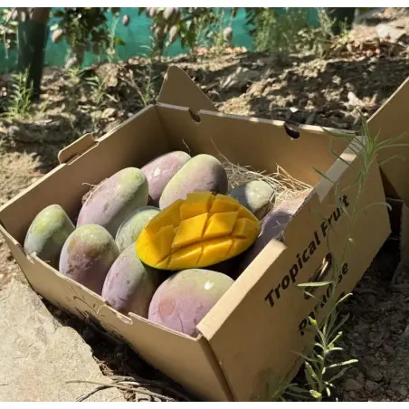 Mango Osteen Bio dalla Spagna - Cassa da 5 kg | Biovie