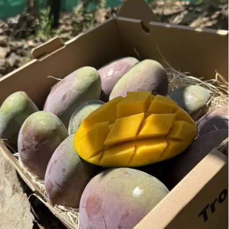 Bio-Osteen-Mangos aus Spanien - 5 kg Kiste | Biovie