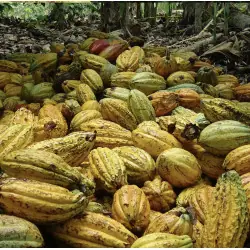 Organic Raw Cacao Nibs (National variety)