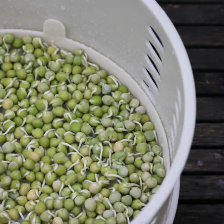germes pois vert germes pois vert