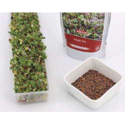 sprouted seeds recipes sprouted seeds recipes