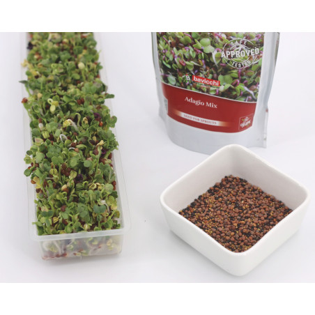 sprouted seeds recipes sprouted seeds recipes