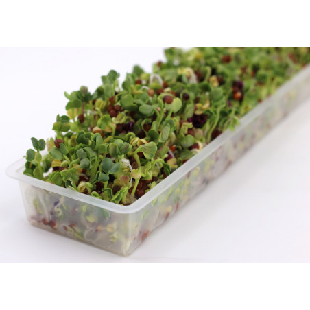 sprouted seeds sprouted seeds