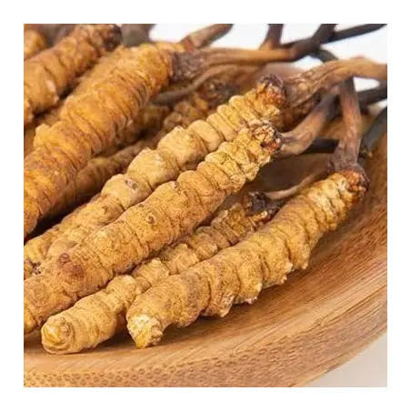 Cordyceps em pó BIO (250 g)