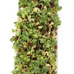 graines germées brocoli à déguster pour ses bienfaits graines germées brocoli à déguster pour ses bienfaits