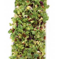 how to make sprouted seeds how to make sprouted seeds
