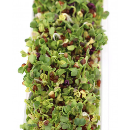 how to make sprouted seeds how to make sprouted seeds