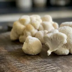 Lion's Mane in polvere BIO (250 g)