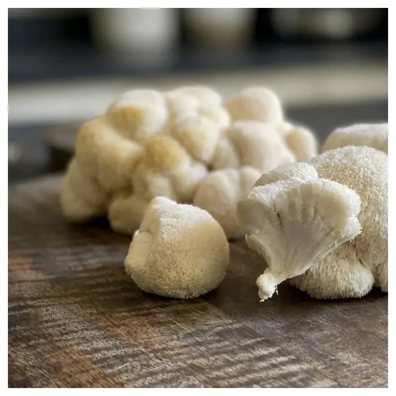 LIONS MANE ENTIER