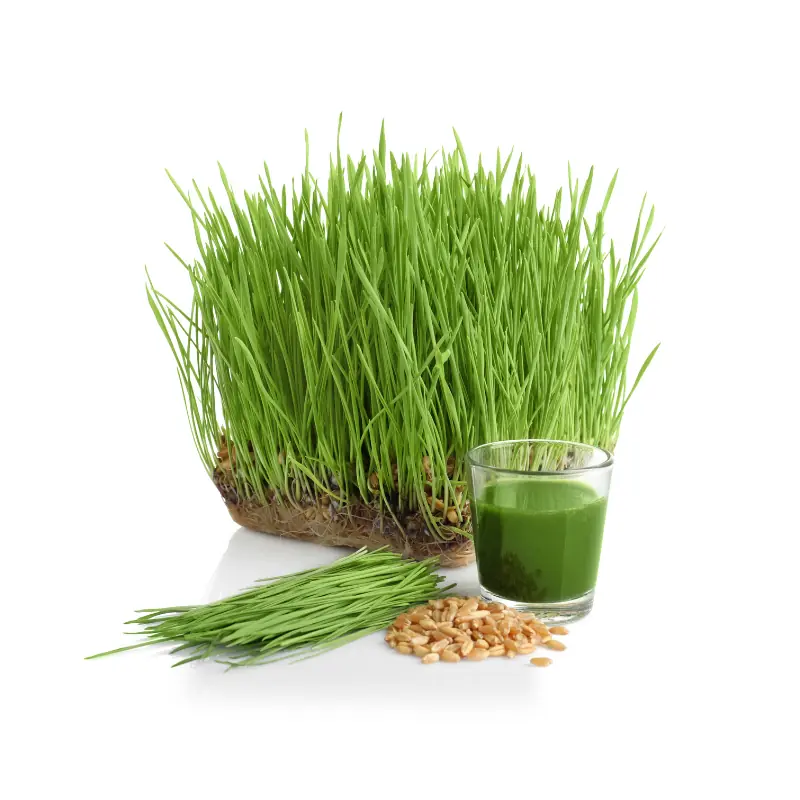 JUS HERBE EPEAUTRE