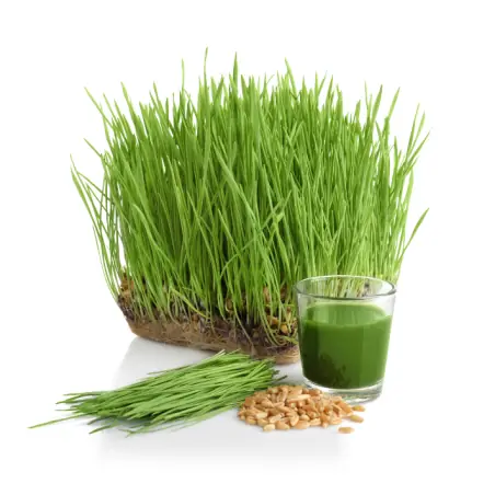 Semilla de cebada para germinar orgánica para jugo de hierba