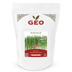 Semilla de espelta para germinar orgánica para jugo de hierba