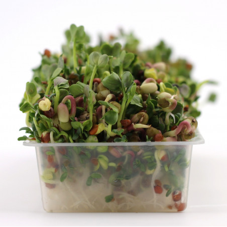 sprouted seeds sprouter sprouted seeds sprouter