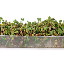 sprouted seeds sprouted seeds
