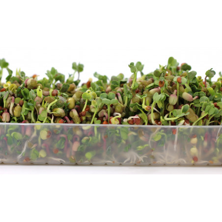 sprouted seeds sprouted seeds