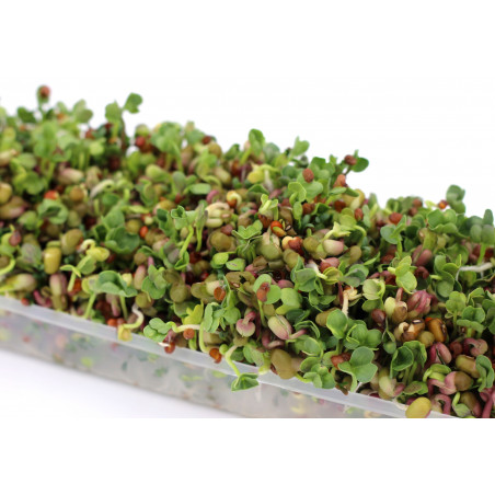 how to make sprouted seeds how to make sprouted seeds